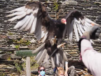 Birds of prey show at Chateau de La Roche-en-Ardenne (Belgium)